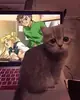 Эмодзи Разрывные котята