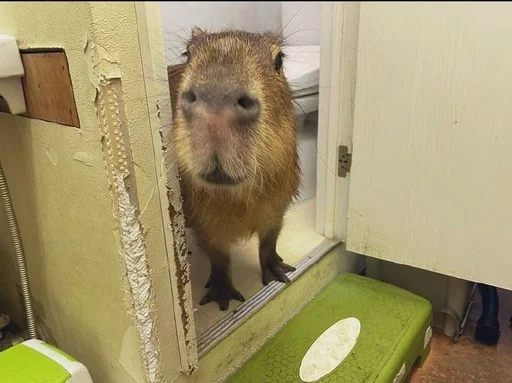Эмодзи Capybara