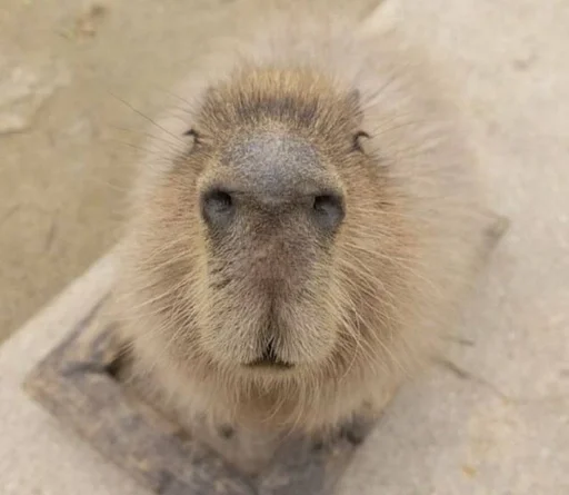 Эмодзи Capybara