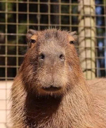 Эмодзи Capybara