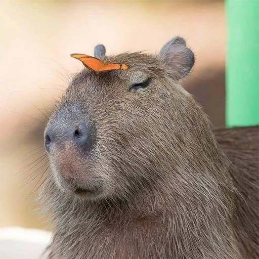 Эмодзи Capybara