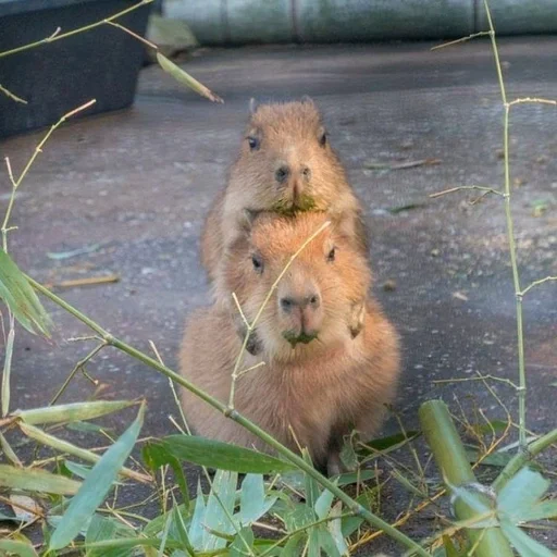 Эмодзи Capybara