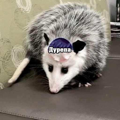 Эмодзи Файні звірятка №2