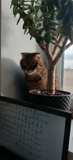 Эмодзи Феликс