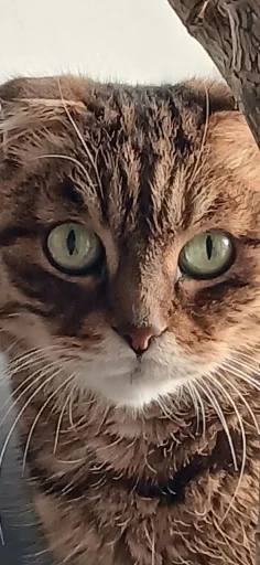 Эмодзи Феликс