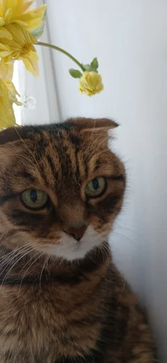 Эмодзи Феликс