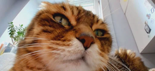 Эмодзи Феликс