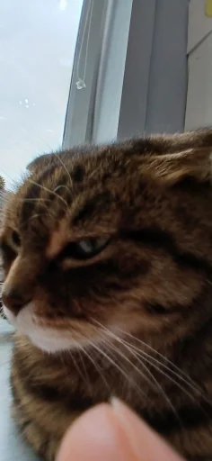 Эмодзи Феликс