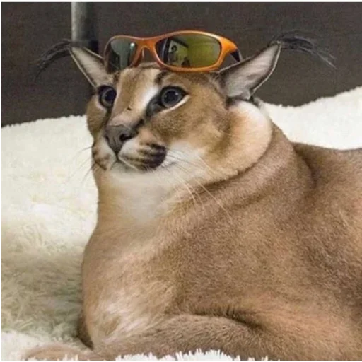 Эмодзи Floppa / Шлёпа