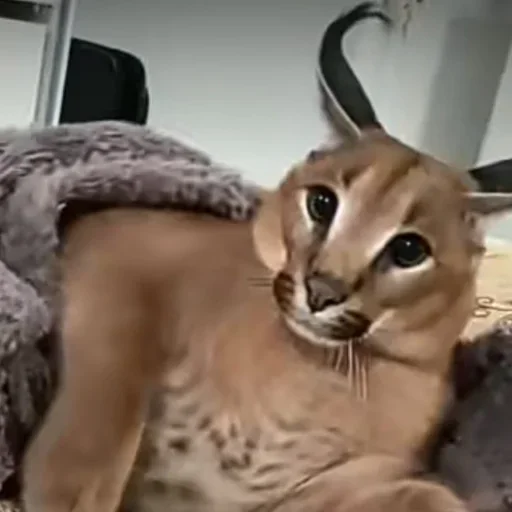 Эмодзи Floppa / Шлёпа