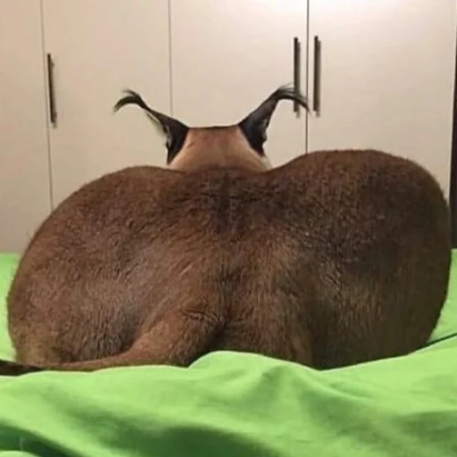 Эмодзи Big Floppa stick