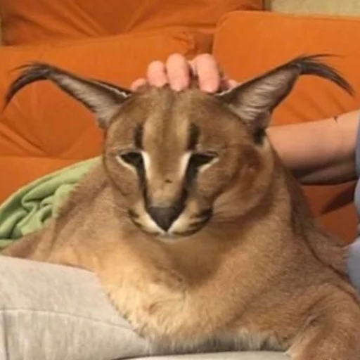 Эмодзи Big Floppa stick