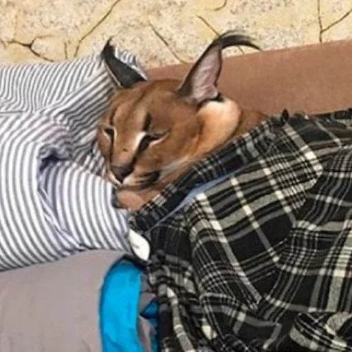 Эмодзи Big Floppa stick