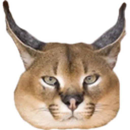 Эмодзи floppus