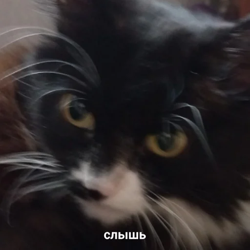 Эмодзи fluffy ambulance