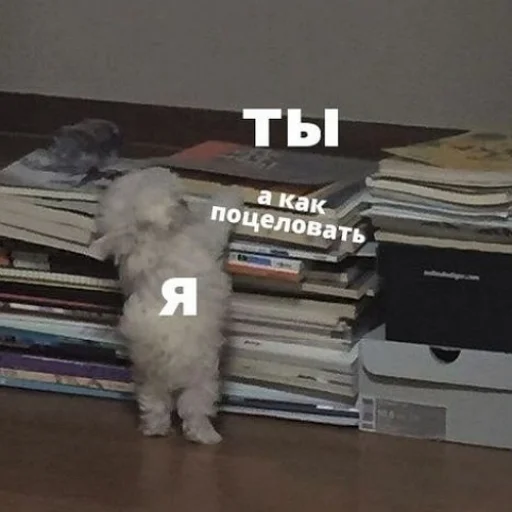 Эмодзи fluffy ambulance