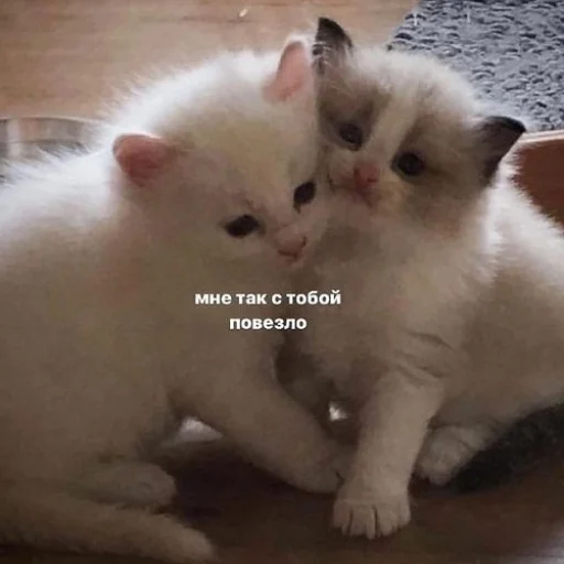 Эмодзи fluffy ambulance