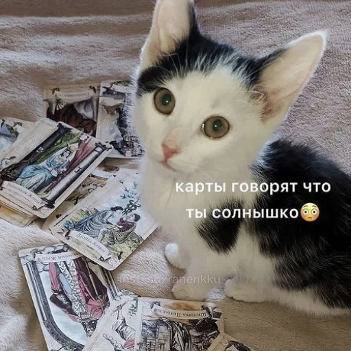 Эмодзи fluffy ambulance