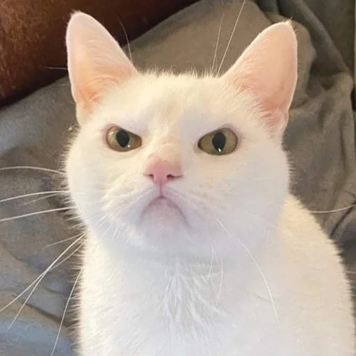 Эмодзи пушистые мемы