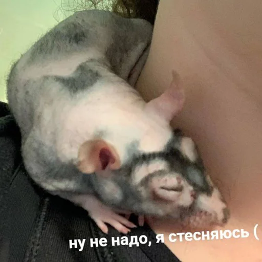 Эмодзи пушистые мемы