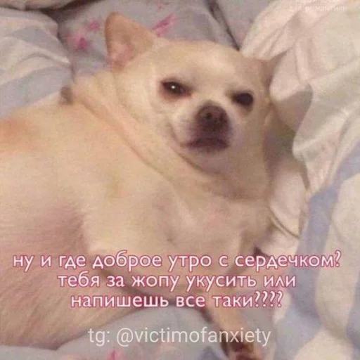 Эмодзи пушистые мемы