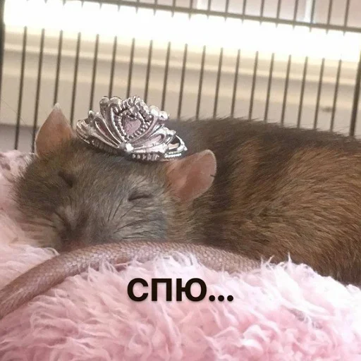 Эмодзи пушистые мемы