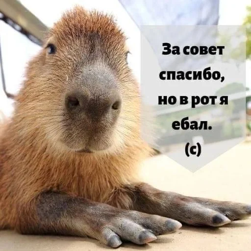Эмодзи Вселенная котиков
