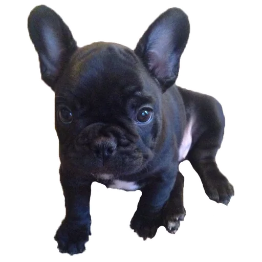Эмодзи Frenchie