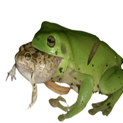 Эмодзи frogs