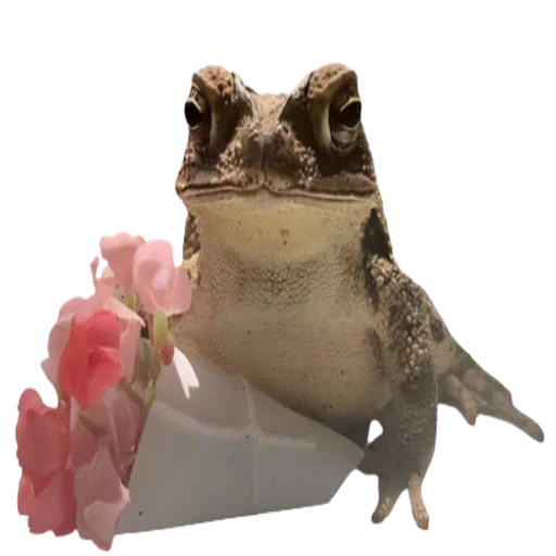 Эмодзи frogs