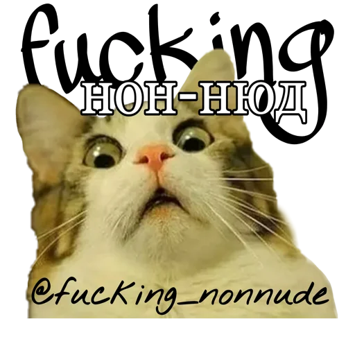 🐈