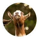 Эмодзи Funny Goat