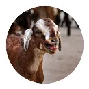 Эмодзи Funny Goat