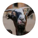 Эмодзи Funny Goat