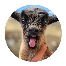 Эмодзи Funny Goat