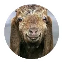 Эмодзи Funny Goat