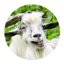 Эмодзи Funny Goat