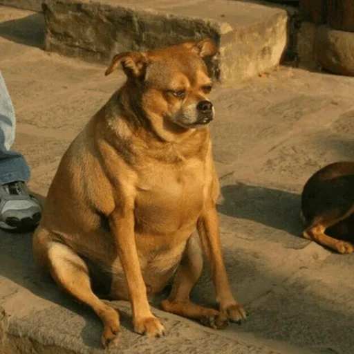 Эмодзи Funny Dogs