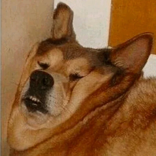 Эмодзи Funny Dogs