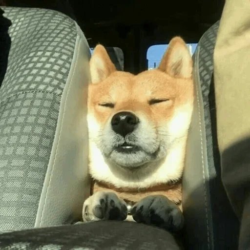 Эмодзи Funny Dogs