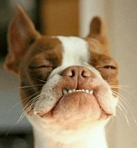 Эмодзи Funny Dogs