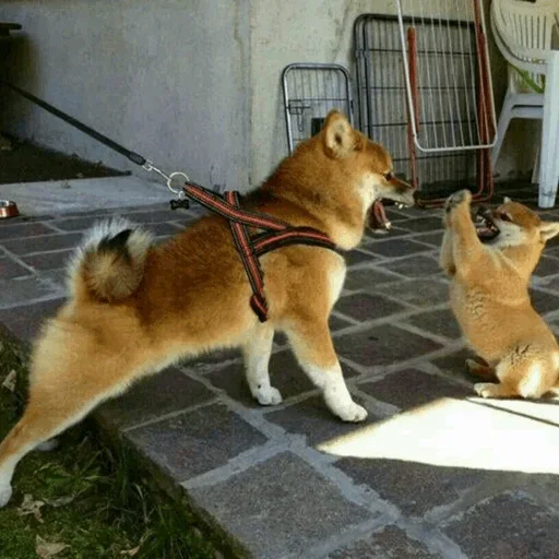 Эмодзи Funny Dogs