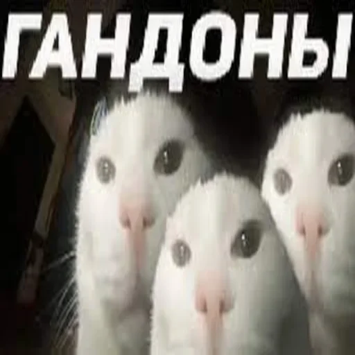 Эмодзи Cats memes