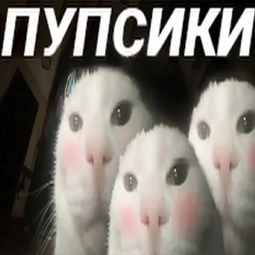 Эмодзи Cats memes