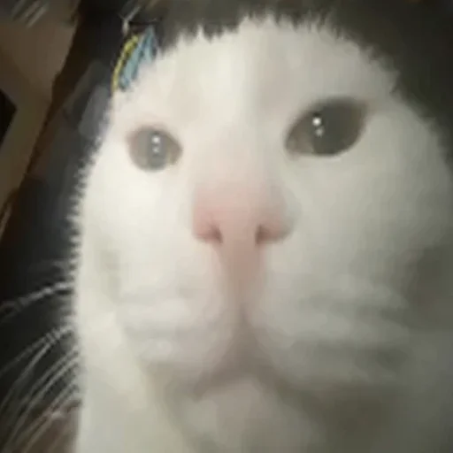 Эмодзи Cats memes