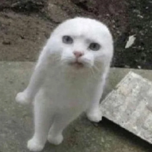 Эмодзи Meme Cat