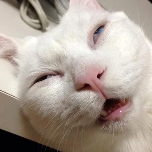 Эмодзи Meme Cat