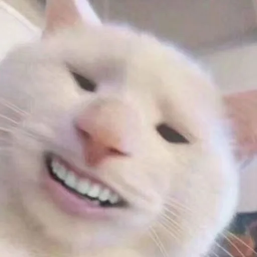 Эмодзи Meme Cat