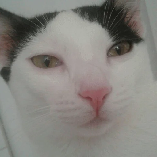 Эмодзи Meme Cat