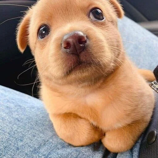 Эмодзи Dogs